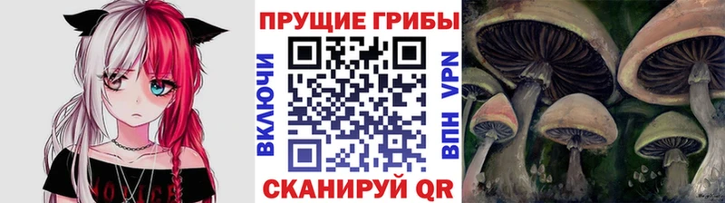 гидра как зайти  Велиж  Псилоцибиновые грибы мицелий 